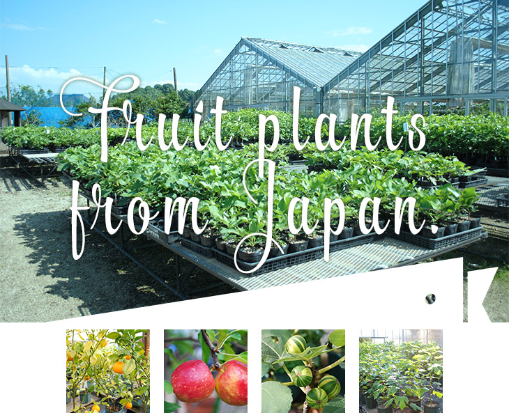 Fruit plants from Japan.