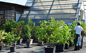 果樹苗木の育て方 植え替え 果樹苗木の専門店 La Fruta