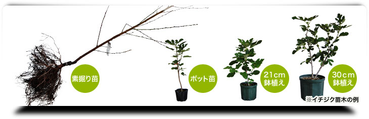 素掘り苗 ポット苗 21cm鉢植え 30ｃｍ鉢植え　※イチジク苗木の例