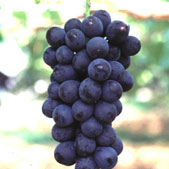 黒葡萄